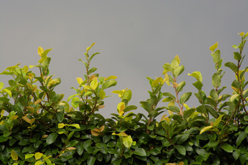 Plants with grey background