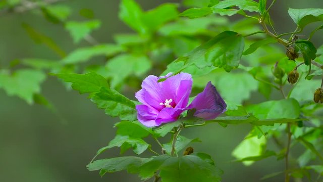 Cinematic footage from a purple flower