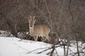 capriolo in enverno