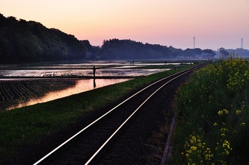 Rice field and railroad, Hitachinaka, Ibaraki, Japan 