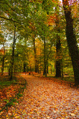 View of a footpath covered with colorful autum leaves in the forested part of the famous Maksimir park in Zagreb, Croatia. Beautiful autumn scenery