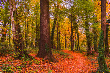 Obraz premium View of a footpath covered with colorful autum leaves in the forested part of the famous Maksimir park in Zagreb, Croatia. Beautiful autumn scenery