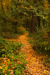 View of a footpath covered with colorful autum leaves in the forested part of the famous Maksimir park in Zagreb, Croatia. Beautiful autumn scenery