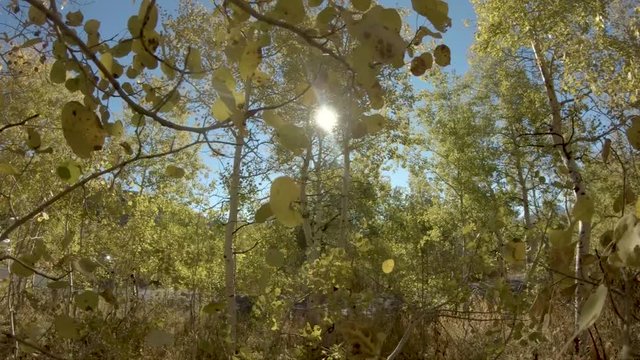 The bright sun shines through the aspens as golden leaves fall in slow motion in the gentile breeze