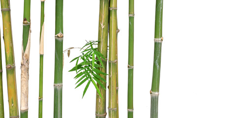 green short bamboo isolated