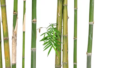 Papier Peint photo Lavable Bambou bambou court vert isolé