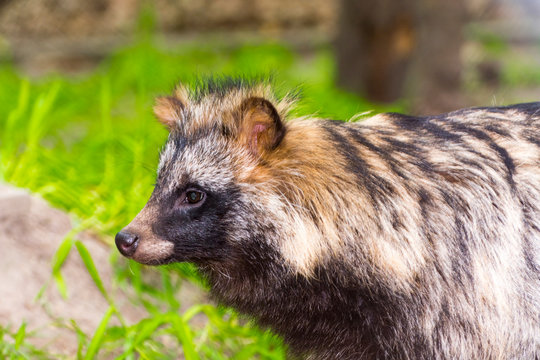 Raccoon dog or mangut