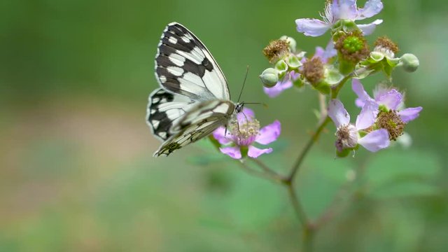 Cinematic footage from a butterfly getting pollen