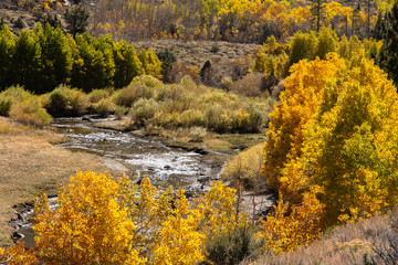 Fototapeta na wymiar Aspen in fall along a Sierra stream.