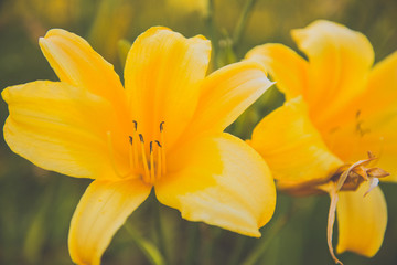 Fototapeta premium Flores amarelas 2
