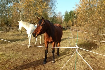Horses graze among the autumn trees.