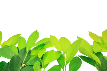 Fototapeta premium The leaves are light green on a white background.