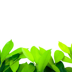 The leaves are light green on a white background.