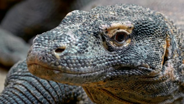 Komodo dragon (Varanus komodoensis) portrait