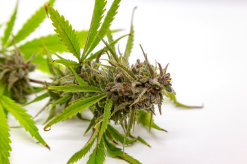 A super dank fresh Berry White bud.