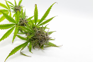 View of an untrimmed Berry White marijuana strain.