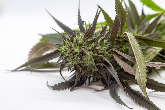 Super dank Black Lotus Kush detail.