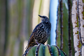 European Starling (Sturnus vulgaris), head turned, perched on Cardon  cactus (pachcereus pringlei) in Arizona's Sonoran desert. Also known as Common Starling.