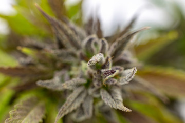 Extreme macro view of an indica dominant Black Lotus Kush with its mushroom like trichomes.