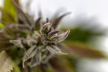 Trichome highlight of a Black Lotus Kush bud.