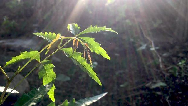 Azadirachta indica or neem tree waved their leaves in wind and sun rays falling on the tree.