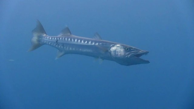 Barracuda wide shot full body with mouth opening