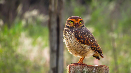 owl perched on concrete fence