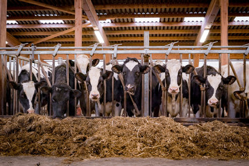 Rindviehzucht - Rinder im Fressgitter schauen neugierig