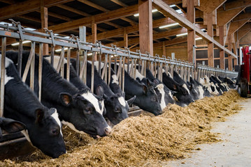 Rinder fressen Silage im modernen Rindviehstall, für Werbung, Marketing und Imagepflege