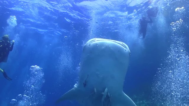 Whaleshark swimming towards surface shot from beneath featuring divers