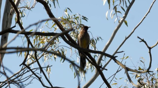 Singing Australian native Wattlebird on a gum tree. Perched on a branch along the Barwon River Geelong.