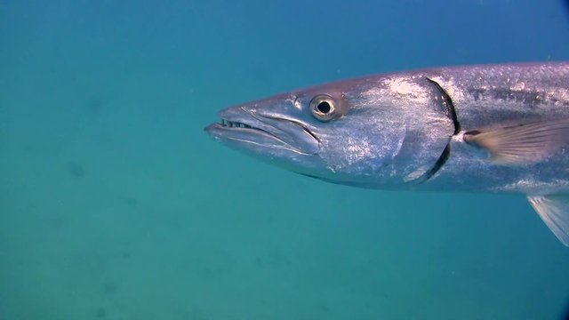 Barracuda close up of head swimming past camera then away