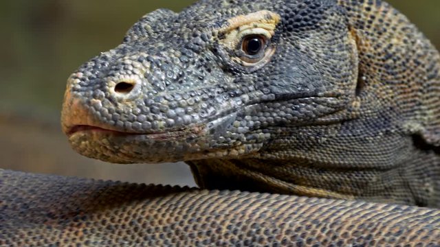 Komodo dragon (Varanus komodoensis) portrait