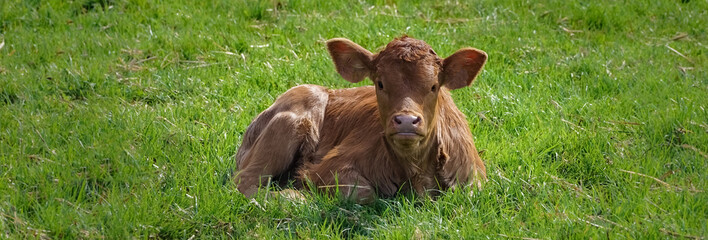 Braunes Kalb liegt im Gras, Bannerformat