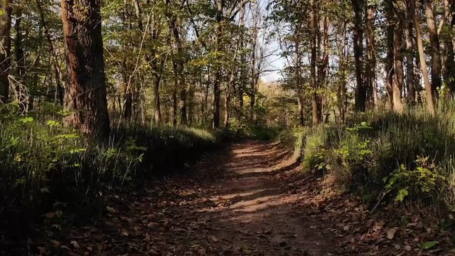 Backward slow motion movement drone footage on a forest trail with colorful trees and leaves on the ground on a sunny autumn day