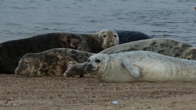 Grey seal family