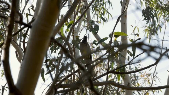 Australian Wattlebird sitting on a gum tree. Perched on a branch along the Barwon River Geelong.