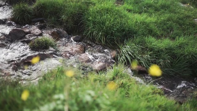 Stream flows through the fields with flowers in the foreground