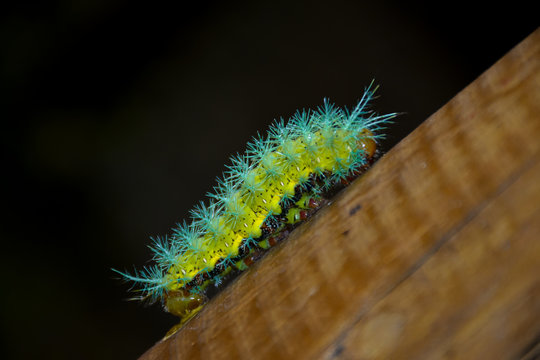Saturniidae caterpillar resting on a tree