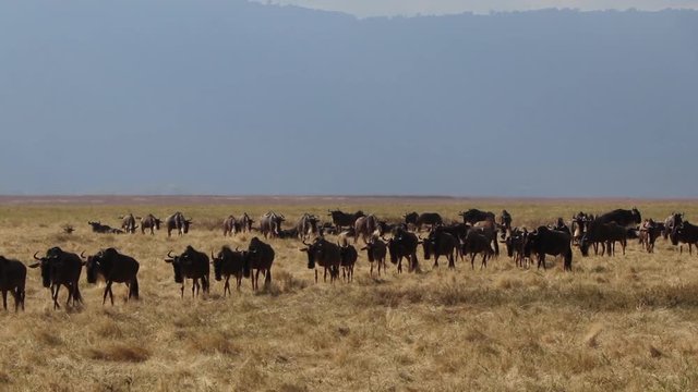 Wilderbeest Walking Across Ngorongoro Crater During the Great Migration Slow Motion