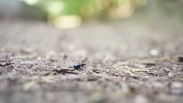 Dorbeetle walking on the forest floor
