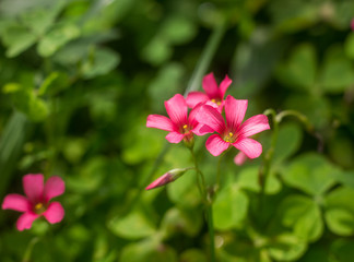 Flor de Azerdinha