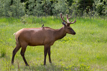 Young Male Elk with Bird Sitting on Back