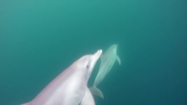 Single dolphin joined by pod of dolphins underwater camera on speedboat