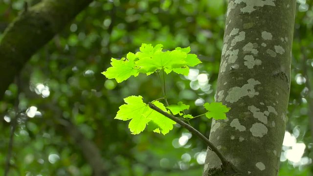 Cinematic footage from green leaf in a tree