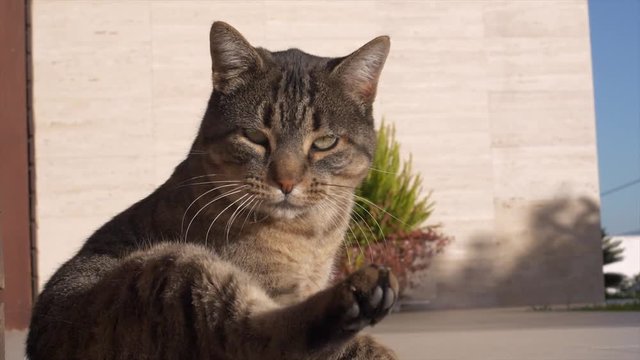 Slow motion footage from a cat