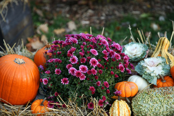  pumpkins with flowers in the basket for food and on Halloween