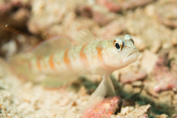 Macro of a Goby fish found in Koh tao, Tanote dive site, Thailand 2018.