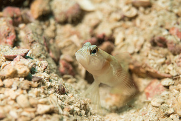 Macro of a Goby fish found in Koh tao, Tanote dive site, Thailand 2018.