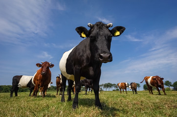 Obraz na płótnie Canvas Lakenvelder Rinder auf einer Viehweide, Nahaufnahme mit Weitwinkelobjektiv